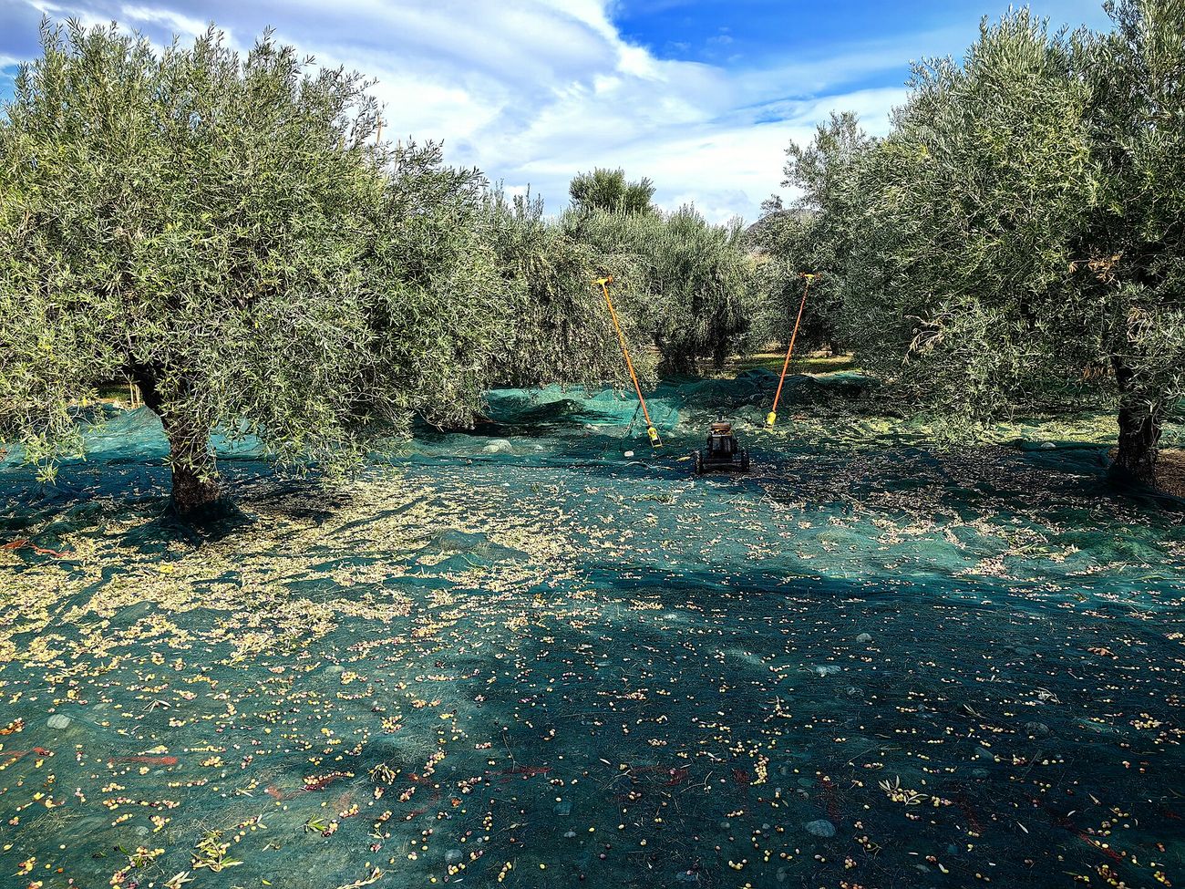 Harvest crew working in an olive orchard