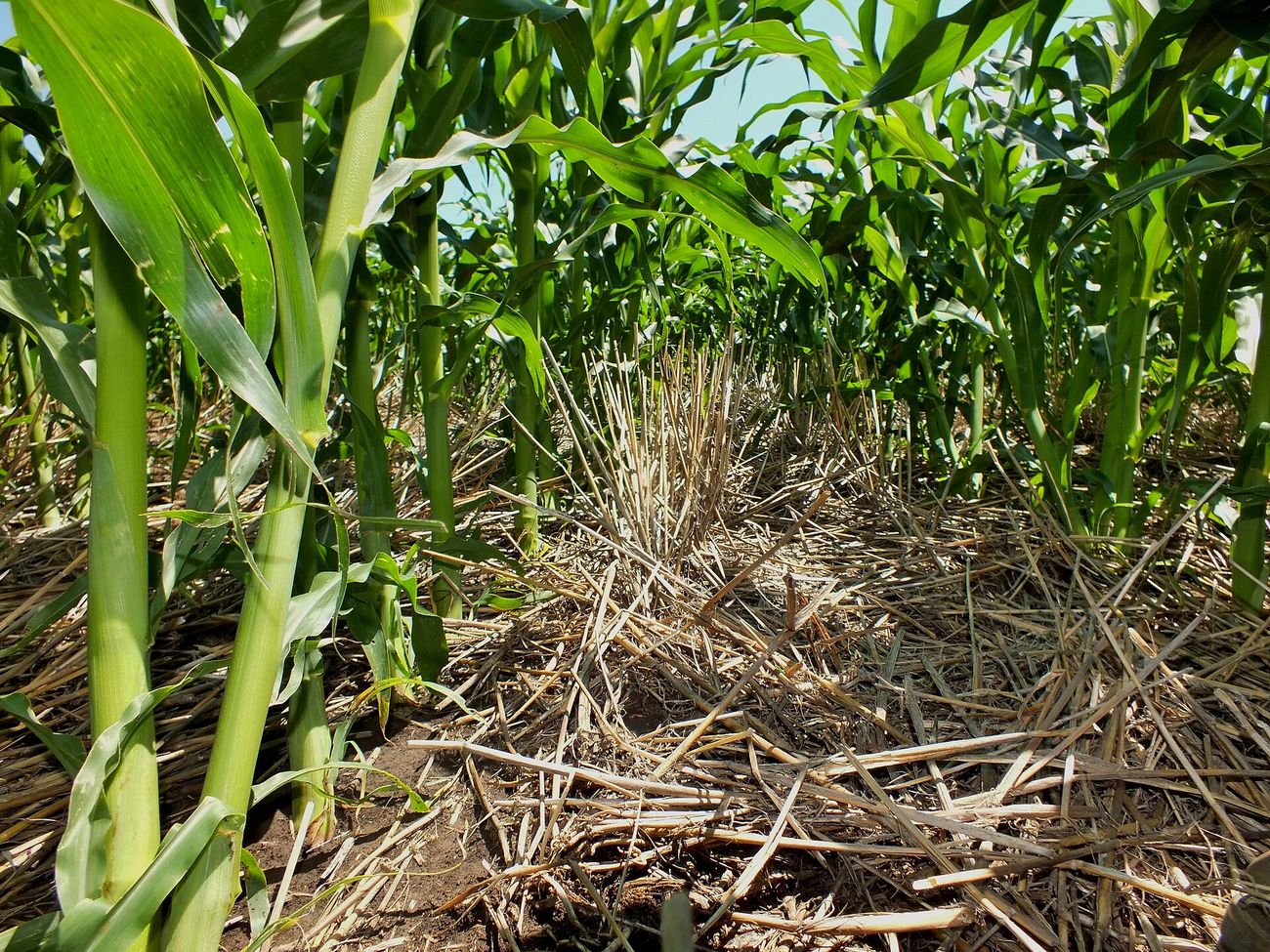 Healthy soil under a growing crop